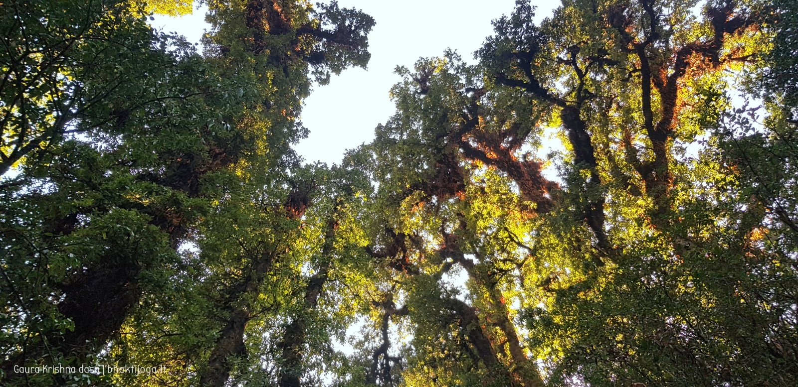  Trees. Shivapuri mountain. Kathmandu. 2019.01.15